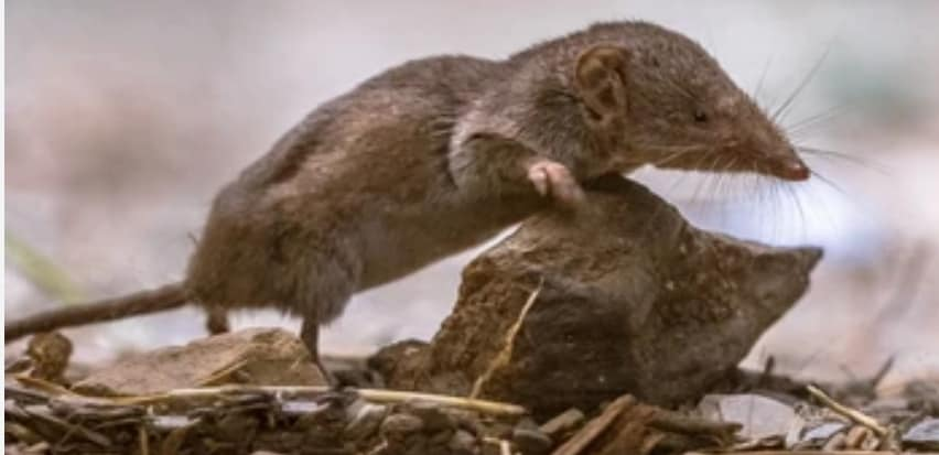 La carovana delle Crocidure Blog di Tangia