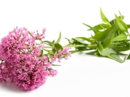 La lince e la Valeriana