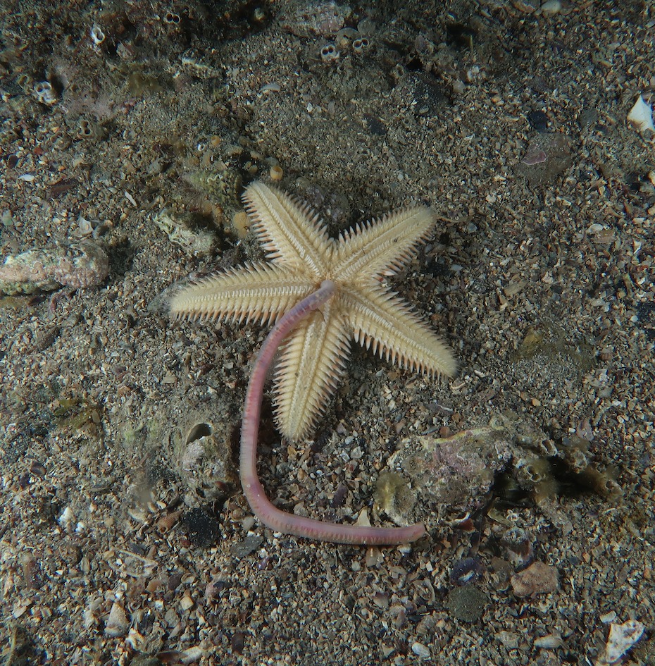 Stella marina, Riserva naturale marina di Miramare