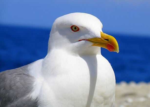 Gabbiano reale Gabbiano reale